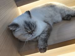 -喵园·猫主题咖啡厅·撸猫·猫咖(国贸店)