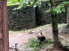 -都江堰中华大熊猫苑