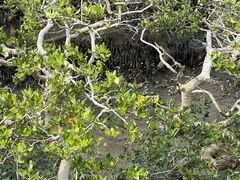 -北海金海湾红树林生态旅游区