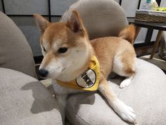-逗柴咖啡屋·狗咖猫咖宠物桌游