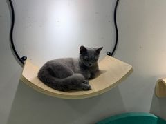 -飞行喵MR PILOT|猫舍·猫咖(静安大融城店)
