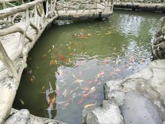 -都江堰玫瑰花溪谷