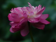 -大宁灵石公园西门票处