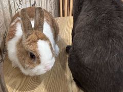 -楼上猫咖(罗湖店)