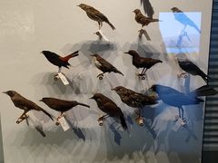 -四川大学博物馆