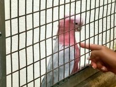 -吉隆坡雀鸟公园