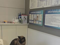 -关爱宠物医院·猫科中心·消化科(滨湖万达分院)