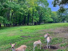 -森工平山皇家鹿苑景区