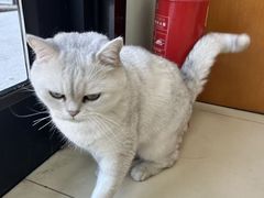 -宠福鑫动物医院(城北分院)