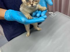 -宠物星动物医院·眼科·异宠·猫科(江南大道总院)