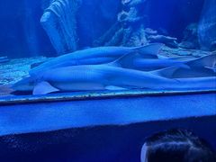 -太平洋海底世界