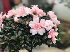 -石家庄市植物园