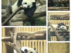 -成都大熊猫繁育研究基地