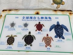 -广东惠东海龟国家级自然保护区
