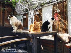 -喵屿·大理花园猫咖