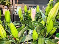 -何兮花店·气球派对鲜花店(马桥银春路万科城店)