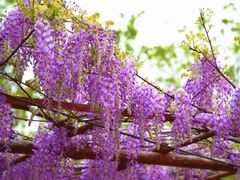 -尹兰楼西北风情餐厅(嘉定店)