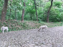 -灵谷景区