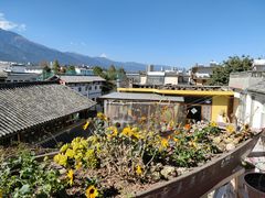 -喵屿·大理花园猫咖