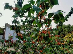 -云里小坐·小院里·团建·宴请·下午茶(三圣乡店)