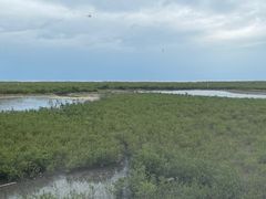 -北海金海湾红树林生态旅游区