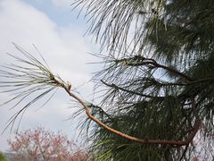 -天适樱花悠乐园