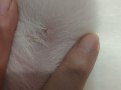 -菲尔斯特宠物医院