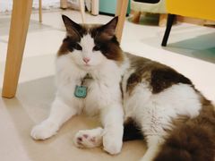 -猫在这儿猫咪咖啡馆·撸猫馆