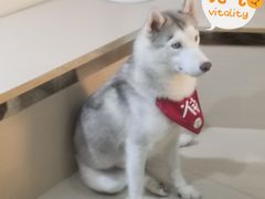 -Husky Go! 哈士奇体验馆·宠物咖啡厅狗咖