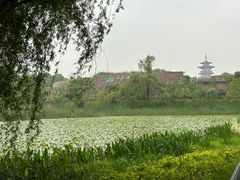 -洋湖国家湿地公园