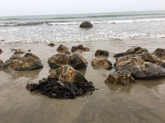 -摩拉基大圆石