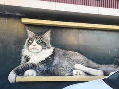 -豆逗聊愈猫阁Easy Life