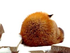 -宫城藏王狐狸村