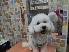 -宠颐生猫科·内科皮肤科(西平世纪城店)