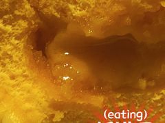 -潘氏包原味.广式点心(西城步行街店)