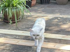 -一棵树·意大利西餐厅One Tree(新城店)