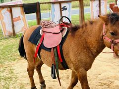 -杭州开元森泊度假乐园