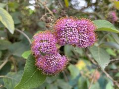 -广州神农草堂中医药博物馆