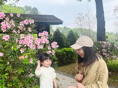 -王借岗森林公园