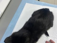 -福州肆爪动物医院
