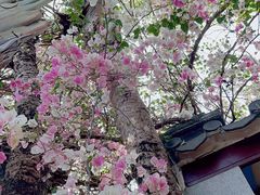 -深圳国际园林花卉博览园