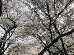 -武汉大学-樱园