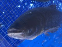 -香山湖渔家大院