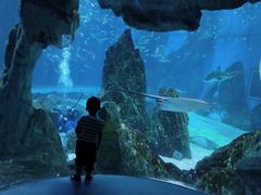 -海合安成都极地海洋公园