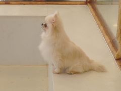 -共舞时光猫咖·狗咖(新街口店)