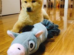 -致善宠物医院(体育路店)