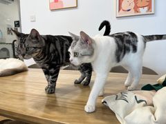 -有喵·猫咖·狗咖·30几只猫10只小狗(岗厦店)