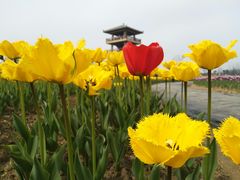 -杭州湾海上花田景区