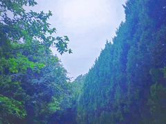 -青龙山国家森林公园