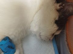 -纳吉亚猫专科动物诊疗中心(蒋宅口分院)